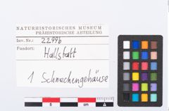 Etikett zu Schneckengehäuse (NHMW-PRAE-002299b)